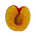 Watercolor illustration half of a juicy peach. Hand drawn fresh fruit isolated on white