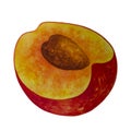 Watercolor illustration half of a juicy peach. Hand drawn fresh fruit isolated on white