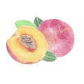 Watercolor Illustration of halved peach isolated on white background - hand drawn tropical fruit Royalty Free Stock Photo