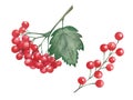 Watercolor illustration of hand painted branch with red berries, viburnum, red currant, rowanberry and green leaf. Summer, autumn Royalty Free Stock Photo