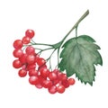 Watercolor illustration of hand painted branch with red berries, viburnum, rowanberry and green leaf. Healthy food. Summer, autumn Royalty Free Stock Photo