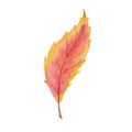 Watercolor illustration hand painted bright tree cherry leaf in autumn yellow, red colors isolated on white. Forest foliage Royalty Free Stock Photo