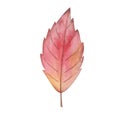 Watercolor illustration hand painted bright tree cherry leaf in autumn yellow, red colors isolated on white. Forest foliage Royalty Free Stock Photo