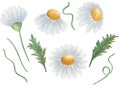 Watercolor illustration of hand painted camomile, blue, yellow daisies in bloom, green leaves. Isolated on white floral clip art