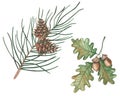 Watercolor illustration of hand painted fir tree branch, pine, spruce with brown cone. Oak tree branch with acorn and green leaves Royalty Free Stock Photo