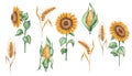 Watercolor illustration of hand painted golden yellow sunflowers with green leaves. Ears of rye, spikes of wheat. Maize, corn