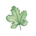 Watercolor illustration. Hand painted green leaf. Grape leaf. Pumpkin leaf. Summer vegetation. Spring nature. Greenery. Grass