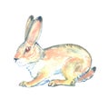 Hand painted hare. Wild animal