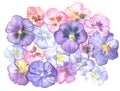 Watercolor illustration with hand-painted pansies. Isolated on white