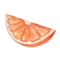 Watercolor illustration of hand painted slice of orange, grapefruit, tangerine. Tropical citrus fruit of orange, red color