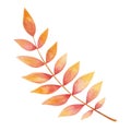 Watercolor illustration hand painted tree branch leaf in autumn red, orange, yellow colors isolated on white. Forest foliage Royalty Free Stock Photo