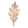 Watercolor illustration hand painted tree dry oak leaf in autumn brown colors with veins isolated on white. Forest foliage Royalty Free Stock Photo