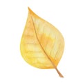 Watercolor illustration hand painted tree leaf birch, cherry in autumn yellow colors isolated on white. Forest foliage clip art Royalty Free Stock Photo