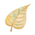 Watercolor illustration hand painted tree leaf birch, cherry in autumn yellow colors isolated on white. Forest foliage clip art Royalty Free Stock Photo