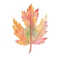 Watercolor illustration hand painted tree maple leaf in autumn red, orange, yellow colors isolated on white. Forest foliage Royalty Free Stock Photo