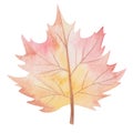 Watercolor illustration hand painted tree maple leaf in autumn red, orange, yellow colors isolated on white. Forest foliage clip Royalty Free Stock Photo