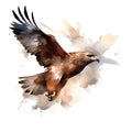 Watercolor illustration of a hawk. Hand-drawn watercolor illustration. Royalty Free Stock Photo