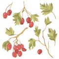 Vector illustration of hawthorn red berries and green leaves on branches. Botanical art. clipart.