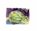 Watercolor illustration of a head of cabbage.