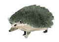 Watercolor illustration of a hedgehog