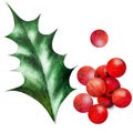 Watercolor illustration of holly berries and leaves.Hand drawn holly sprig for Christmas Royalty Free Stock Photo