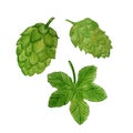 Watercolor illustration of hop plant. Cone of hop, hop`s leaf