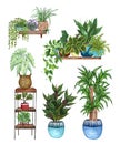 Watercolor illustration of house plants on shelves monstera, cactus, sansevieria, Spider plants, devil`s ivy, Philodendrons, Royalty Free Stock Photo