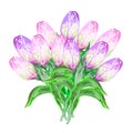 Watercolor illustration of a huge bouquet of light pink, purple tulips, many flowers, spring flowers, gift.