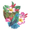 Watercolor illustration. Hummingbird, nest and plumeria flowers. Frangipani. Tropical exotic bird. Isolated on a white Royalty Free Stock Photo