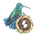 Watercolor illustration. Hummingbird and nest with two eggs composition. Tropical exotic bird. Isolated on a white Royalty Free Stock Photo