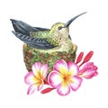 Watercolor illustration. A hummingbird sits in a nest decorated with plumeria flowers. Frangipani. Tropical exotic bird Royalty Free Stock Photo