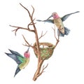 Watercolor illustration. Hummingbirds flutter around the nest with eggs. Tropical exotic bird is flying. Isolated on a