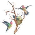 Watercolor illustration. Hummingbirds flutter around the nest. Tropical exotic bird is flying. Isolated on a white