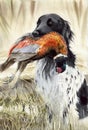 Watercolor illustration of a hunting dog with a colorful and spotted partridge in his teeth