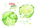 Watercolor illustration of iceberg lettuce