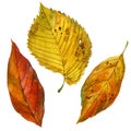 Watercolor illustration, image of autumn leaves in yellow, orange and red color, set Royalty Free Stock Photo