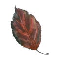 Watercolor illustration, image of an autumn violet burgundy leaf.