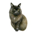 Watercolor illustration, image of a cat. Black fluffy cat Royalty Free Stock Photo