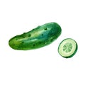 Watercolor illustration, image of cucumber and cucumber slices Royalty Free Stock Photo