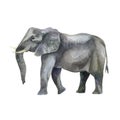 Watercolor illustration. Image of an elephant. Elephant hand-drawn in watercolor