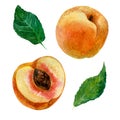 Watercolor illustration, an image of a fruit of a peach, a cut peach and leaves.