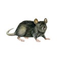 Watercolor illustration. Image of a gray mouse. Symbol of 2020. Eastern calendar