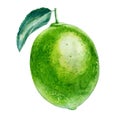 Watercolor illustration. Image of lime. Lime fruit with leaf.