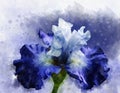 Watercolor illustration iris flower. Blue iris in watercolor. Botanical illustration Royalty Free Stock Photo
