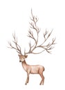 Watercolor illustration isolated deer, mountain tree branch Royalty Free Stock Photo