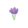 Watercolor illustration, isolated violet crocus flower, hand drawn simple springtime image, first spring garden plant, floral Royalty Free Stock Photo