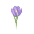 Watercolor illustration, isolated violet crocus flower, hand drawn simple springtime image, first spring garden plant, floral Royalty Free Stock Photo