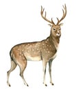 Watercolor illustration on white background. A brown deer stands. Splashes sketch of wild forest north animals