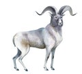 Watercolor illustration on white background. A gray mountain sheep stands. Splashes sketch of wild forest north animals