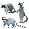 Watercolor illustration on white background. Set of raccoon. Simple sketch of wild animals